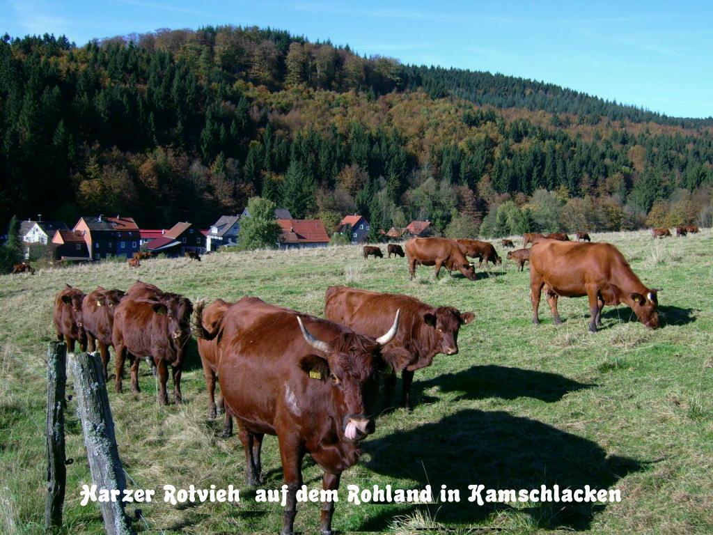 Gästehaus Bündge Kamschlacken Exterior foto